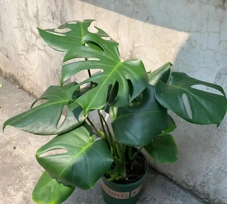 室內首選!龜背芋好養又出片,耐陰耐旱,新手閉眼衝