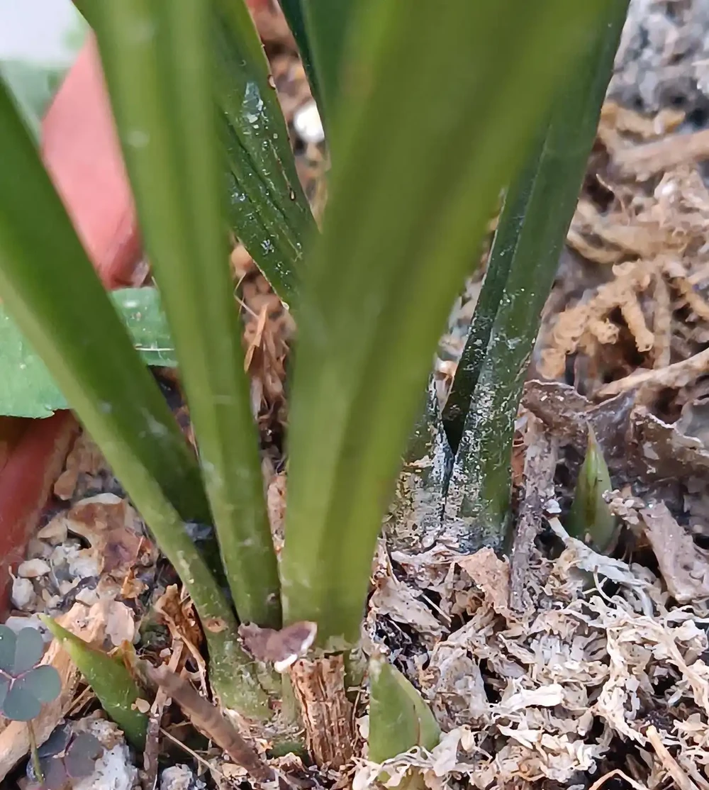 別再用力摁土了！蘭花的根是「氣根」，不是電線杆，土壓太實只會悶爛，一個拍盆壁的動作就能讓它蹭蹭冒新芽