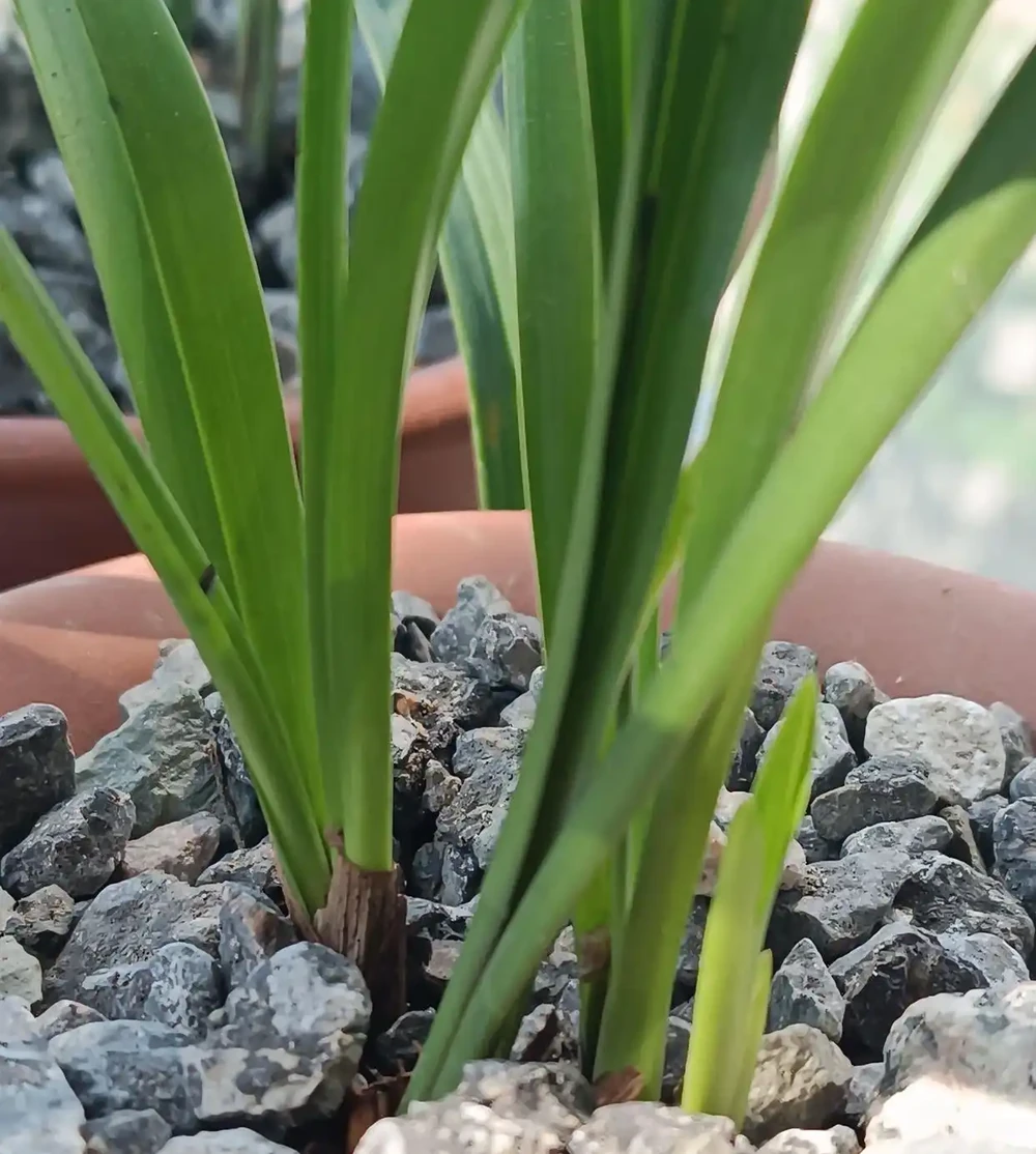 別再用力摁土了！蘭花的根是「氣根」，不是電線杆，土壓太實只會悶爛，一個拍盆壁的動作就能讓它蹭蹭冒新芽