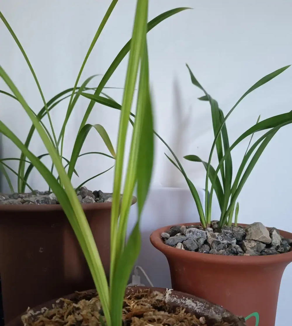 別再用力摁土了！蘭花的根是「氣根」，不是電線杆，土壓太實只會悶爛，一個拍盆壁的動作就能讓它蹭蹭冒新芽