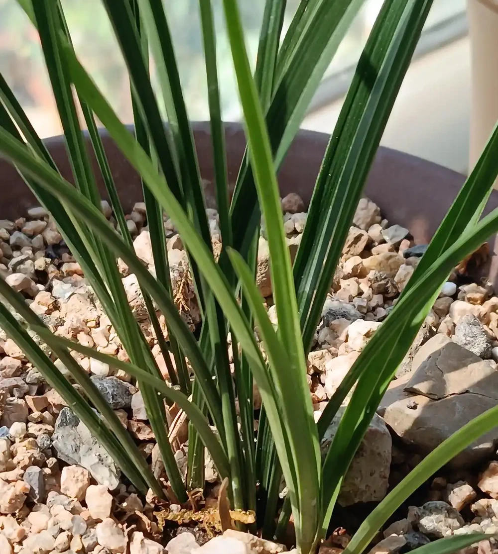 別再用力摁土了！蘭花的根是「氣根」，不是電線杆，土壓太實只會悶爛，一個拍盆壁的動作就能讓它蹭蹭冒新芽