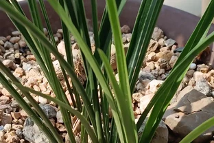 別再用力摁土了！蘭花的根是「氣根」，不是電線杆，土壓太實只會悶爛，一個拍盆壁的動作就能讓它蹭蹭冒新芽