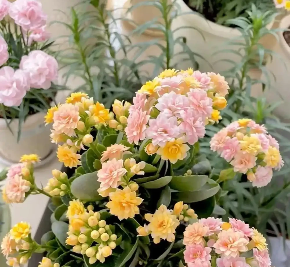真正能常年爆花的6種花,曬不死、澆不爛,新手閉眼入