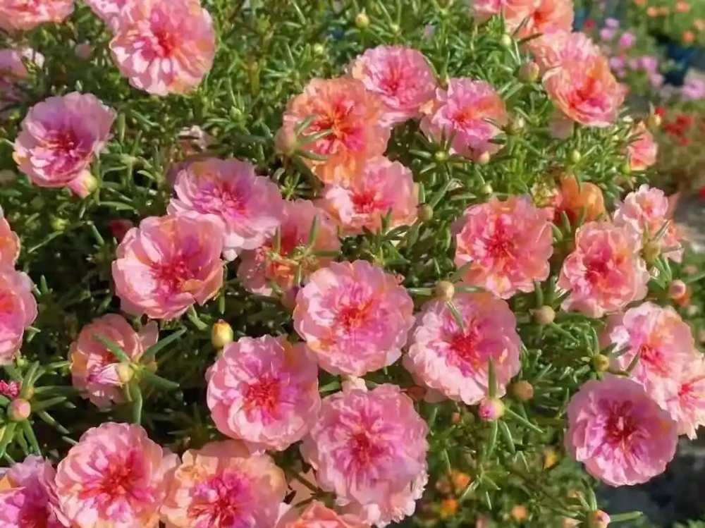 真正能常年爆花的6種花,曬不死、澆不爛,新手閉眼入