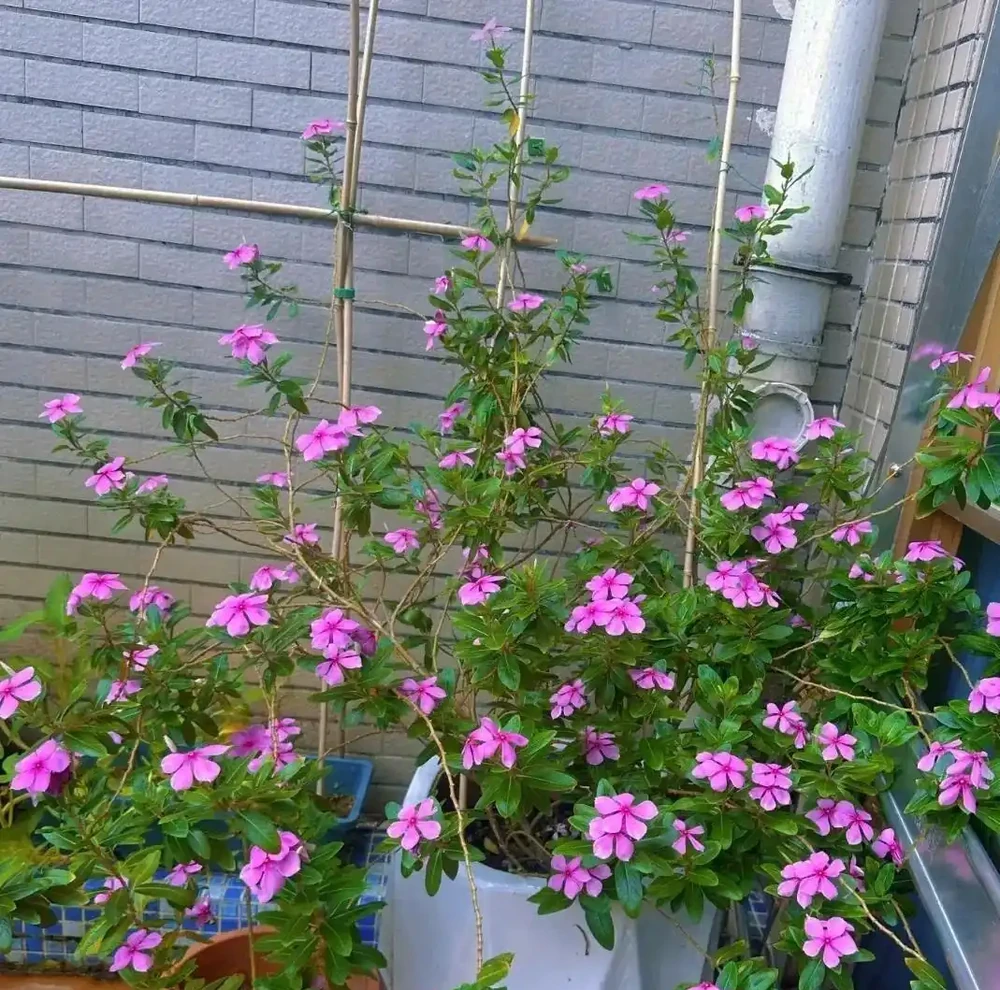 真正能常年爆花的6種花,曬不死、澆不爛,新手閉眼入