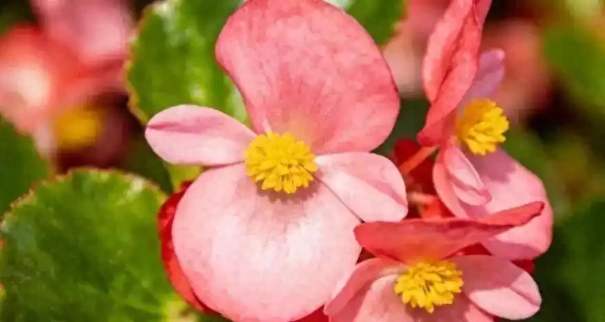 真正能常年爆花的6種花,曬不死、澆不爛,新手閉眼入