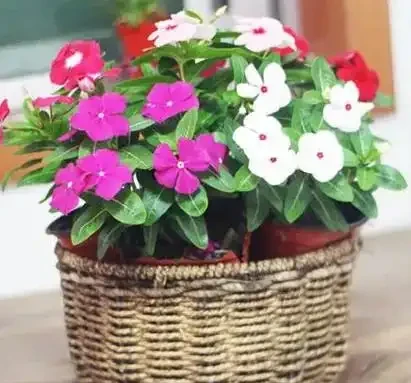 真正能常年爆花的6種花,曬不死、澆不爛,新手閉眼入