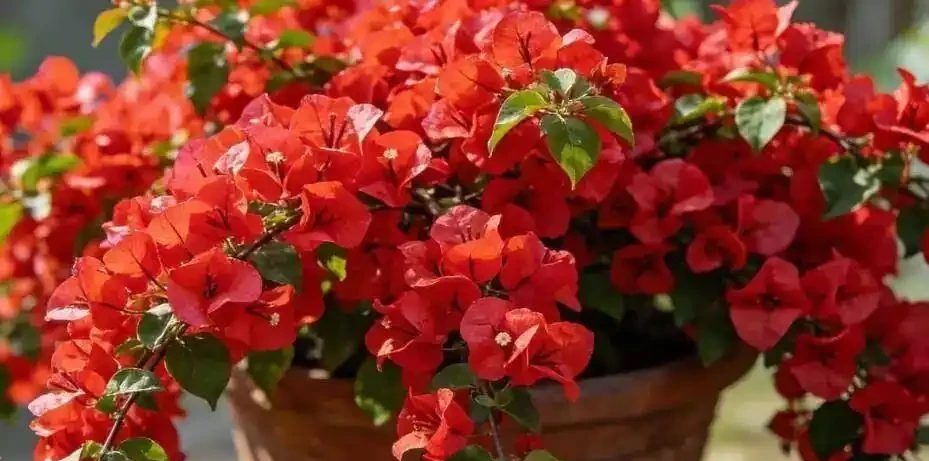 真正能常年爆花的6種花,曬不死、澆不爛,新手閉眼入