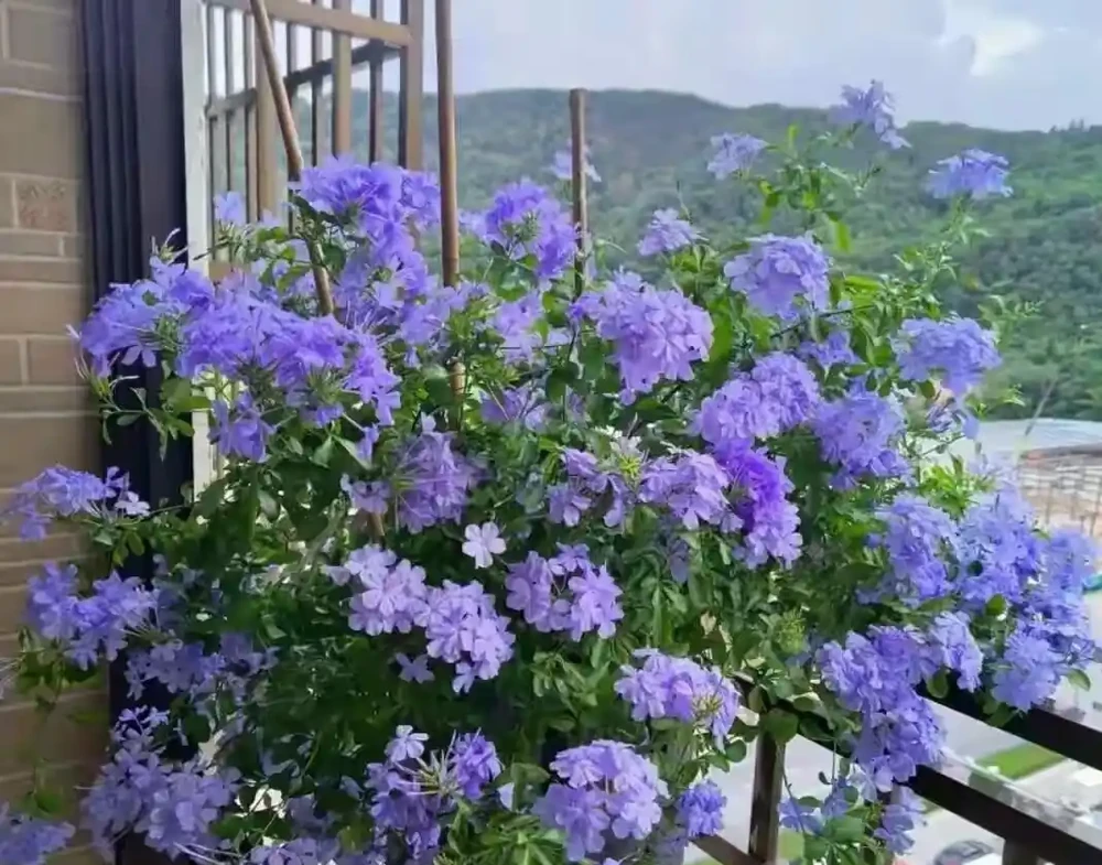 真正能常年爆花的6種花,曬不死、澆不爛,新手閉眼入
