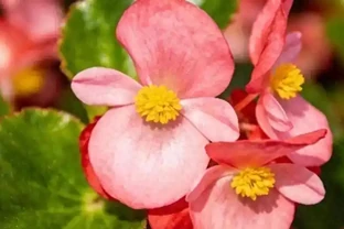 真正能常年爆花的6種花，曬不死、澆不爛，新手閉眼入