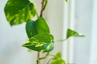 黃金葛總黃葉？3種廚房廢料自制營養液，7天滿盆