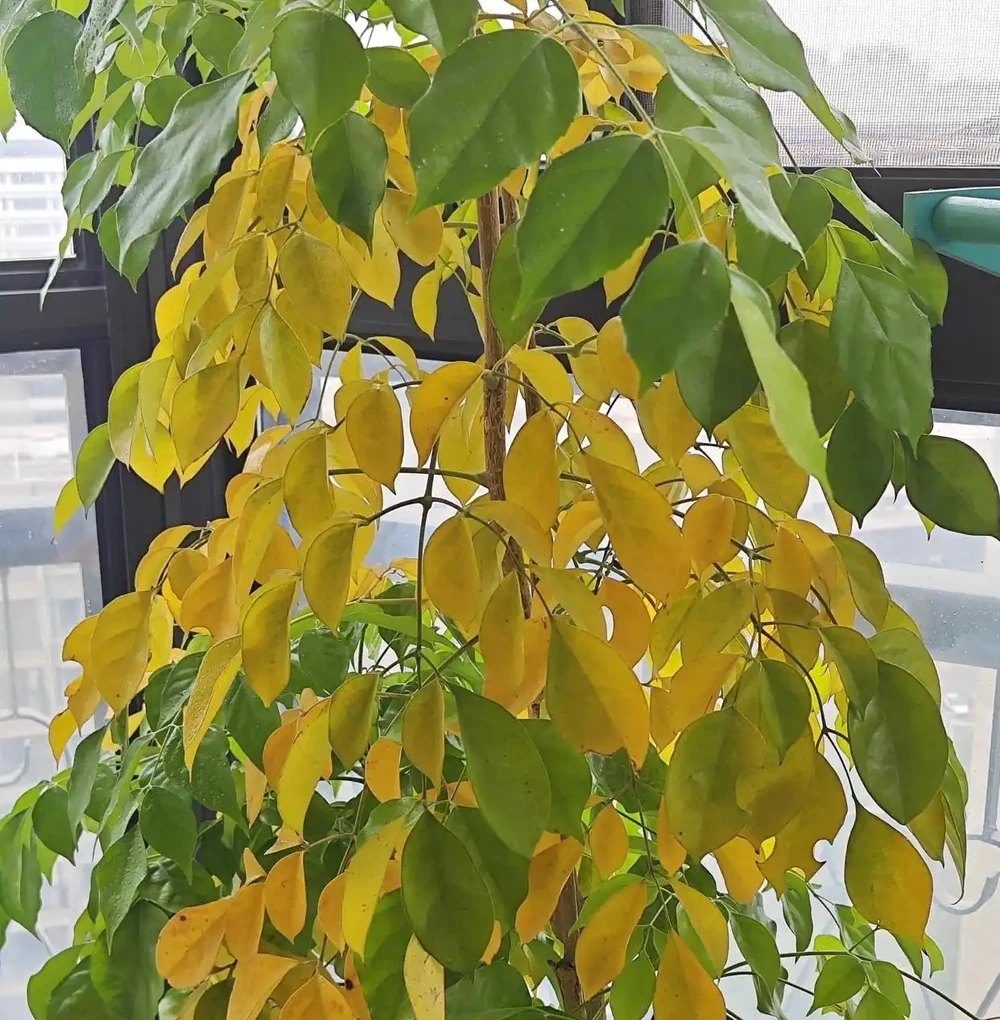 客廳擺幸福樹的慘痛教訓：長得狂卻醜到哭，澆多澆少都黃葉，養了一年只剩後悔