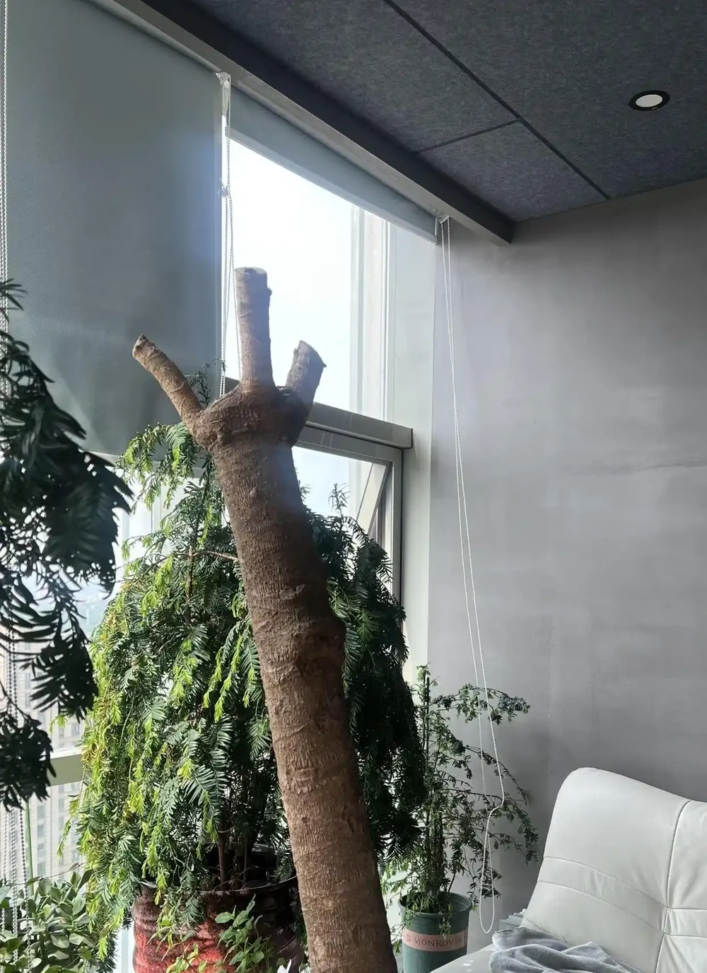 客廳擺幸福樹的慘痛教訓：長得狂卻醜到哭，澆多澆少都黃葉，養了一年只剩後悔