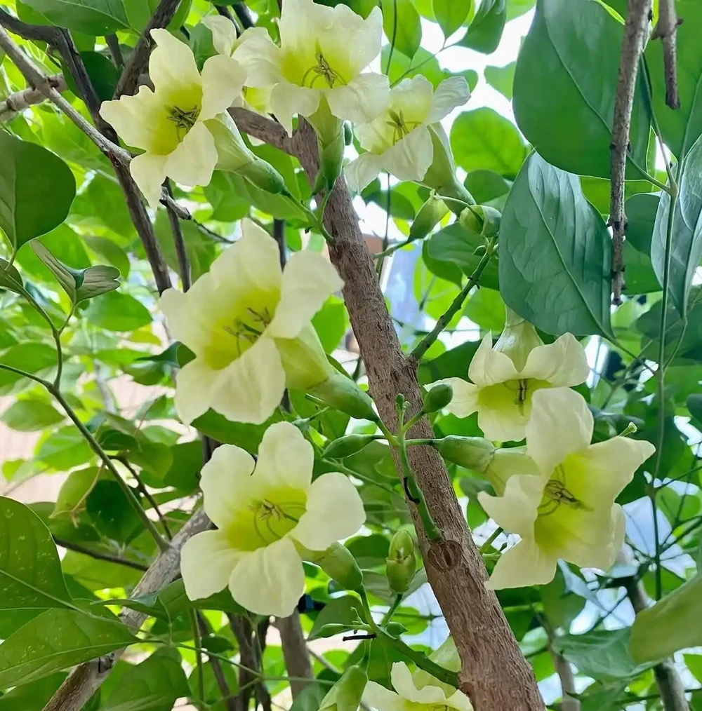 客廳擺幸福樹的慘痛教訓：長得狂卻醜到哭，澆多澆少都黃葉，養了一年只剩後悔