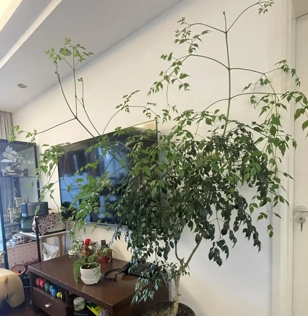 客廳擺幸福樹的慘痛教訓：長得狂卻醜到哭，澆多澆少都黃葉，養了一年只剩後悔