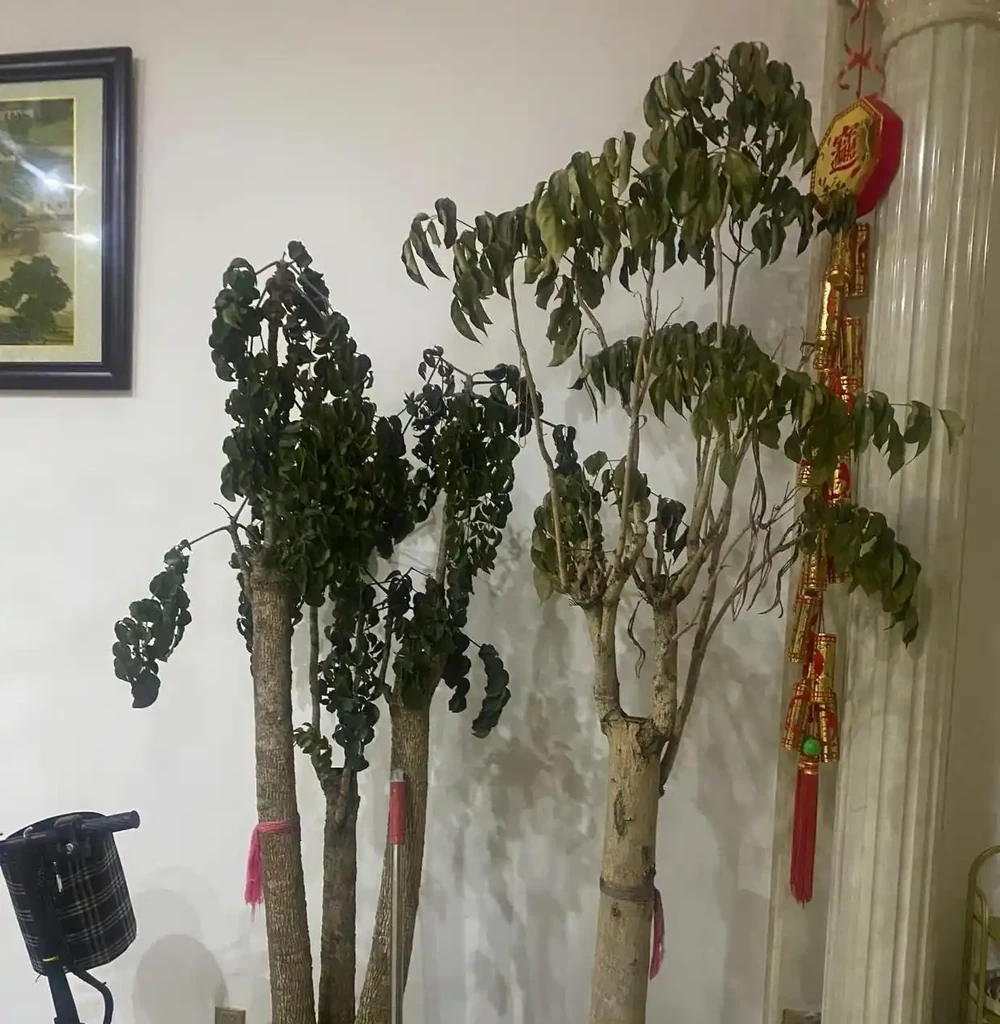客廳擺幸福樹的慘痛教訓：長得狂卻醜到哭，澆多澆少都黃葉，養了一年只剩後悔