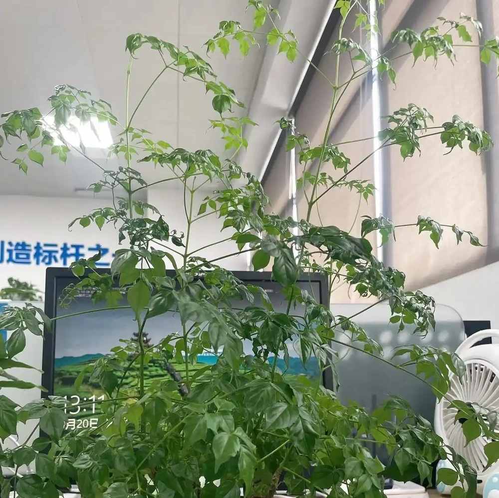 客廳擺幸福樹的慘痛教訓：長得狂卻醜到哭，澆多澆少都黃葉，養了一年只剩後悔