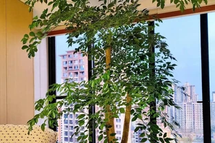 客廳擺幸福樹的慘痛教訓：長得狂卻醜到哭，澆多澆少都黃葉，養了一年只剩後悔