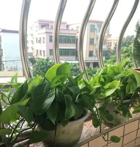 老話說五種花進門,越住越窮酸,家裡有這幾種植物趕緊丟出去,不是迷信是教訓
