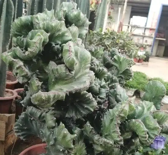 老話說五種花進門,越住越窮酸,家裡有這幾種植物趕緊丟出去,不是迷信是教訓