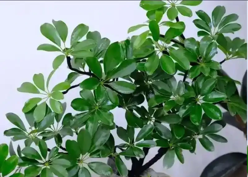鴨腳木無故掉葉、黃葉連片？找對原因這樣救，葉子綠油油