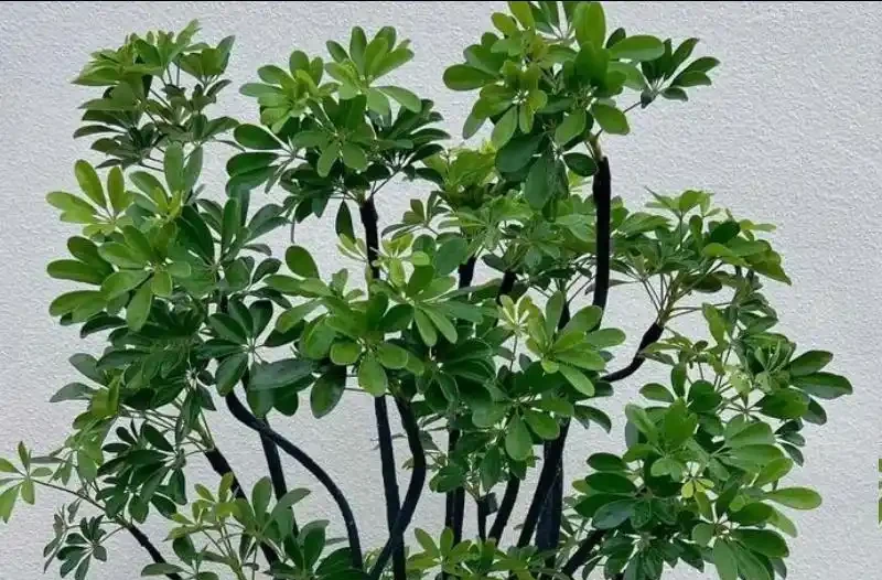鴨腳木無故掉葉、黃葉連片？找對原因這樣救，葉子綠油油