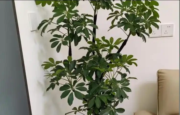 鴨腳木無故掉葉、黃葉連片？找對原因這樣救，葉子綠油油