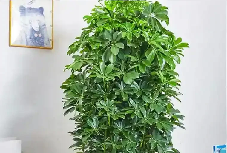 鴨腳木無故掉葉、黃葉連片？找對原因這樣救，葉子綠油油