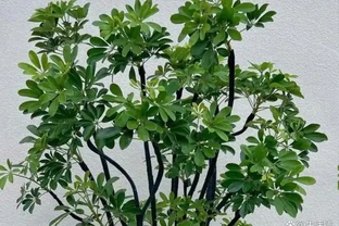 鴨腳木無故掉葉、黃葉連片？找對原因這樣救，葉子綠油油