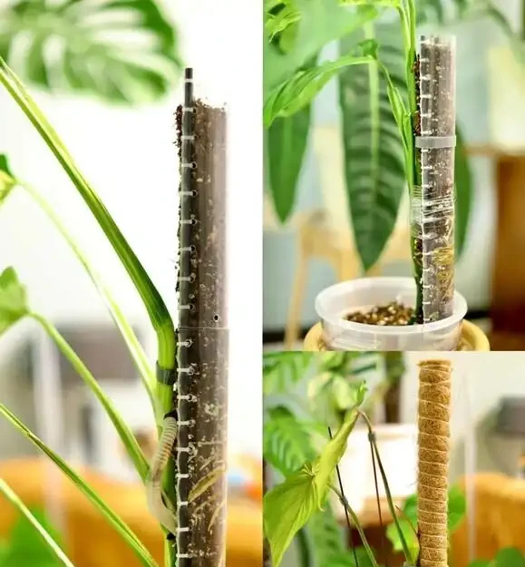 別再只養黃金葛了!我在客廳種了棵龜背芋,4年後兒子跟它成了秘密好友