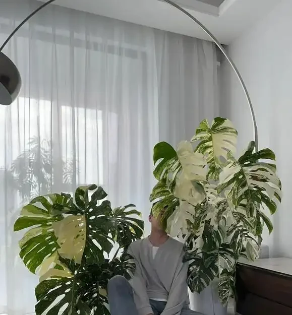 別再只養黃金葛了!我在客廳種了棵龜背芋,4年後兒子跟它成了秘密好友