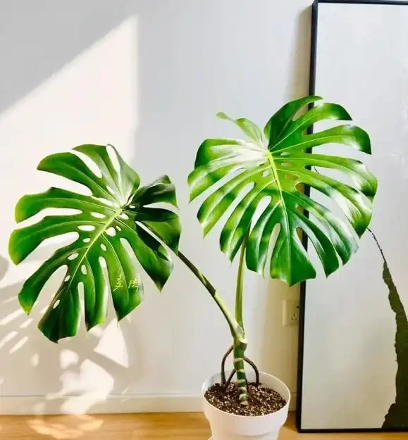別再只養黃金葛了!我在客廳種了棵龜背芋,4年後兒子跟它成了秘密好友
