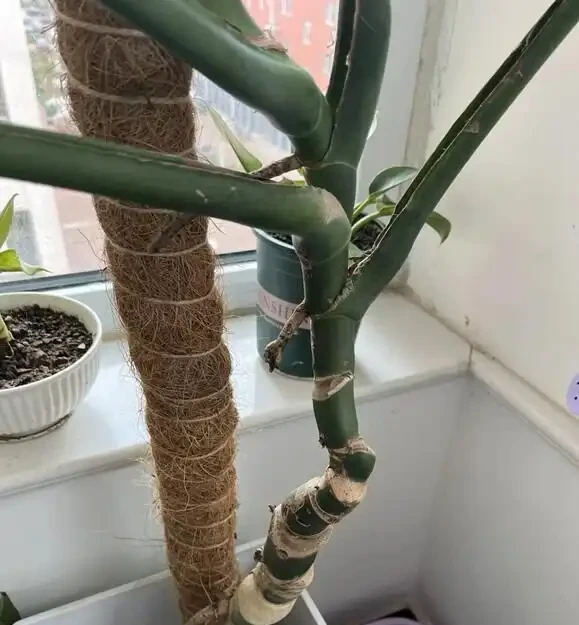 別再只養黃金葛了!我在客廳種了棵龜背芋,4年後兒子跟它成了秘密好友
