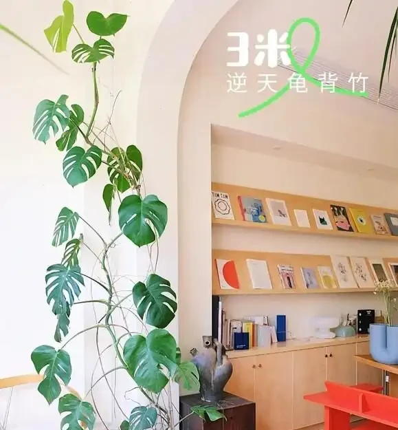 別再只養黃金葛了!我在客廳種了棵龜背芋,4年後兒子跟它成了秘密好友
