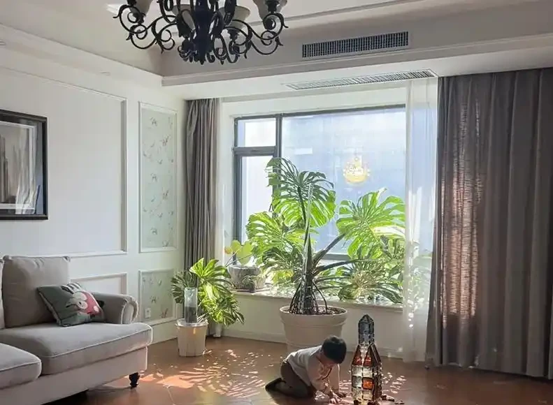 別再只養黃金葛了!我在客廳種了棵龜背芋,4年後兒子跟它成了秘密好友