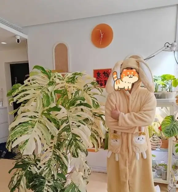 別再只養黃金葛了!我在客廳種了棵龜背芋,4年後兒子跟它成了秘密好友