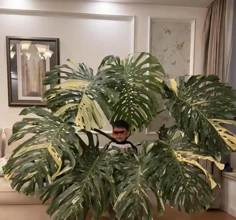 別再只養黃金葛了!我在客廳種了棵龜背芋,4年後兒子跟它成了秘密好友