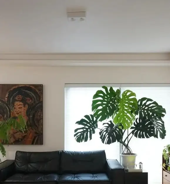 別再只養黃金葛了!我在客廳種了棵龜背芋,4年後兒子跟它成了秘密好友