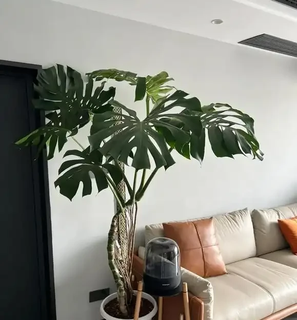 別再只養黃金葛了！我在客廳種了棵龜背芋，4年後兒子跟它成了秘密好友