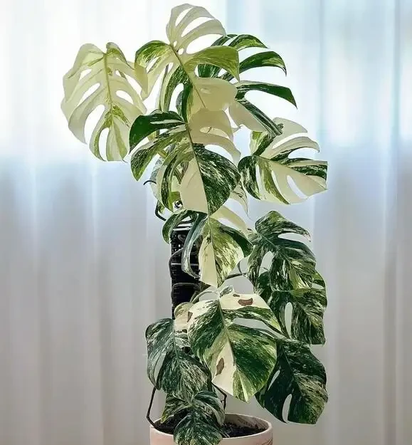 別再只養黃金葛了!我在客廳種了棵龜背芋,4年後兒子跟它成了秘密好友
