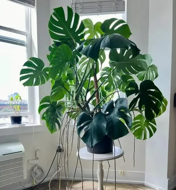 別再只養黃金葛了!我在客廳種了棵龜背芋,4年後兒子跟它成了秘密好友
