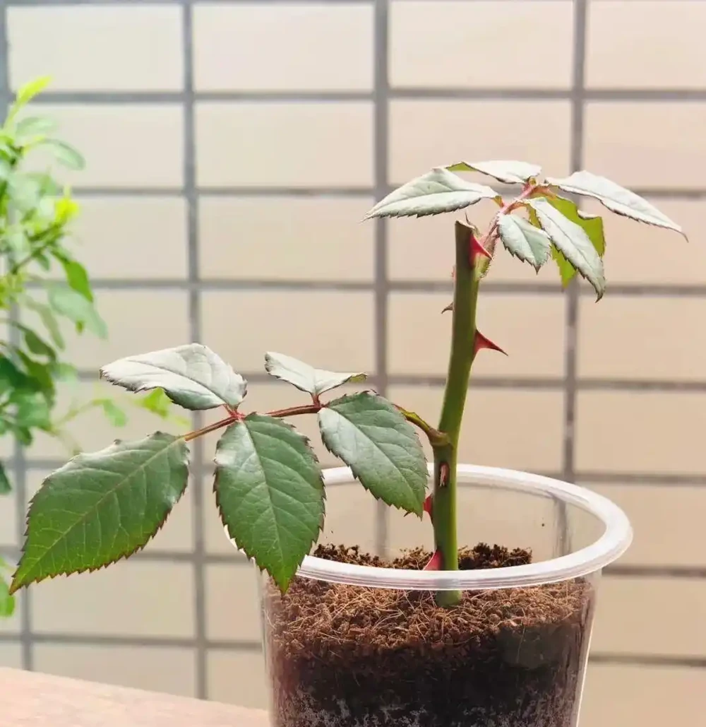 玫瑰插枝別再亂剪了！一個塑膠杯+托盤，新手也能插一盆活一盆
