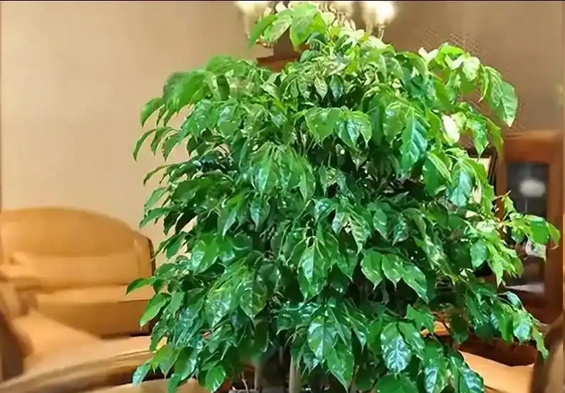 幸福樹整株發蔫?別扔!3步急救+3點預防,常年翠綠挺拔!