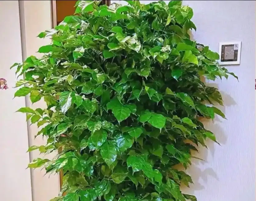 幸福樹整株發蔫?別扔!3步急救+3點預防,常年翠綠挺拔!