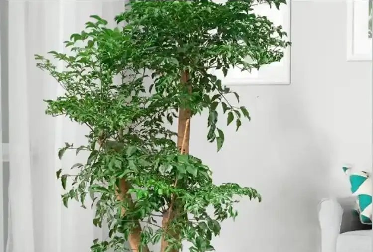 幸福樹整株發蔫?別扔!3步急救+3點預防,常年翠綠挺拔!