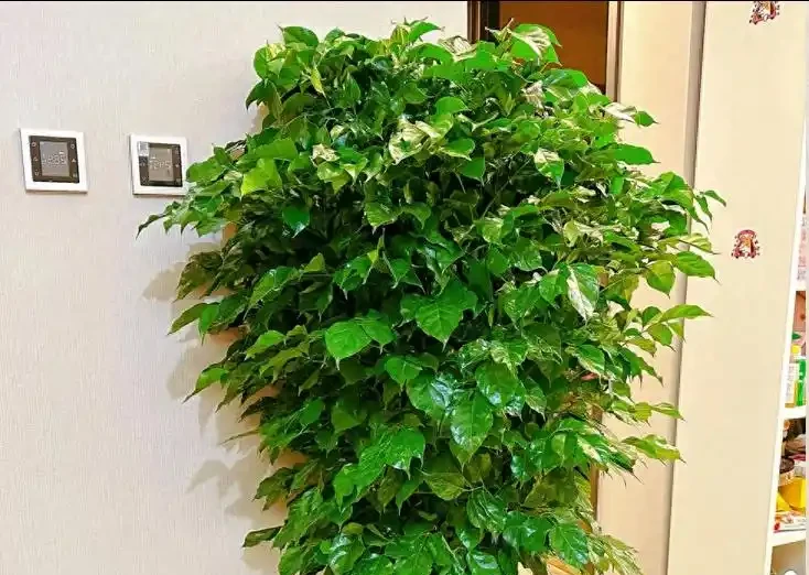 幸福樹整株發蔫?別扔!3步急救+3點預防,常年翠綠挺拔!