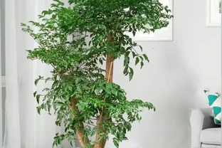 幸福樹整株發蔫？別扔！3步急救+3點預防，常年翠綠挺拔！