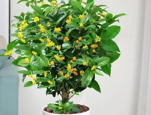 別再往木樨盆裡扔雞蛋殼了!這3個「催花猛料」秋天用,花苞擠爆枝頭