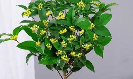 別再往木樨盆裡扔雞蛋殼了!這3個「催花猛料」秋天用,花苞擠爆枝頭