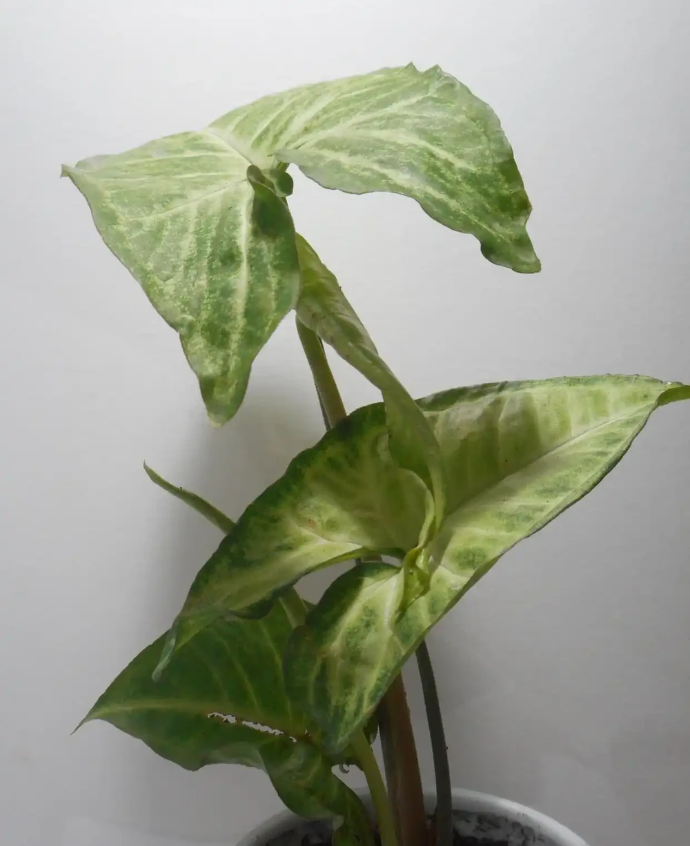 火鶴花總爛葉?教你3個修剪狠招,新花滿盆